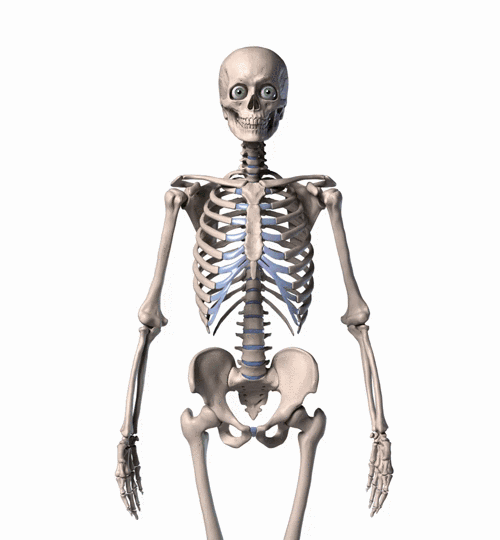 Medical Animation